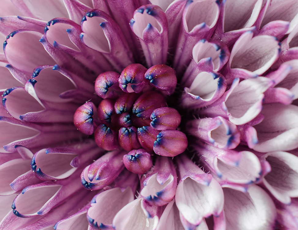Osteospermum 3D Pink flower