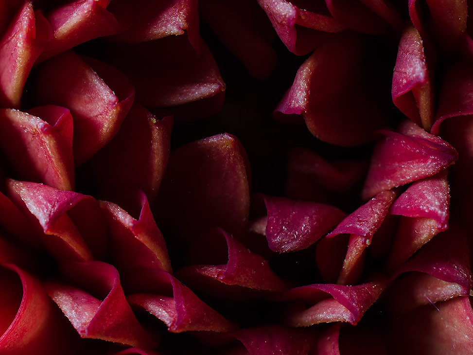 Red Dahlia petals