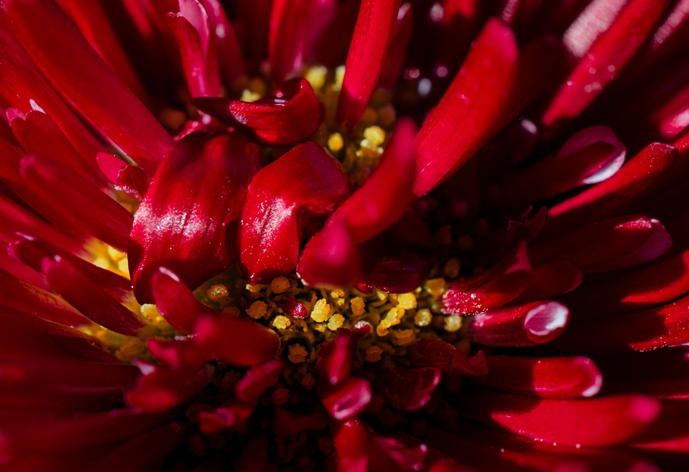 Chrysanthemum