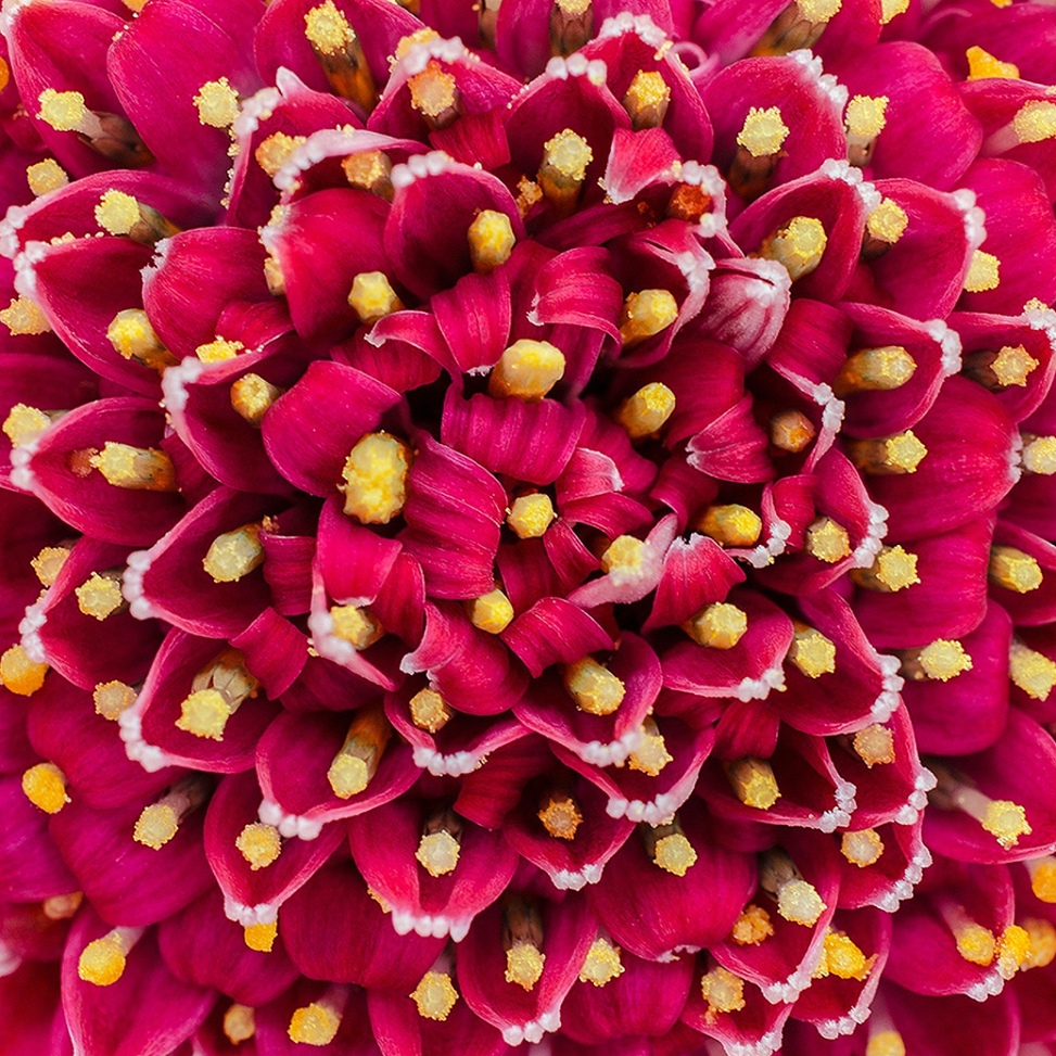 Macro of a Gerbera flower