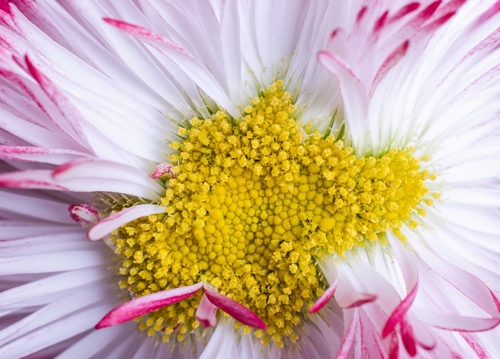 Bellis Perennis flower