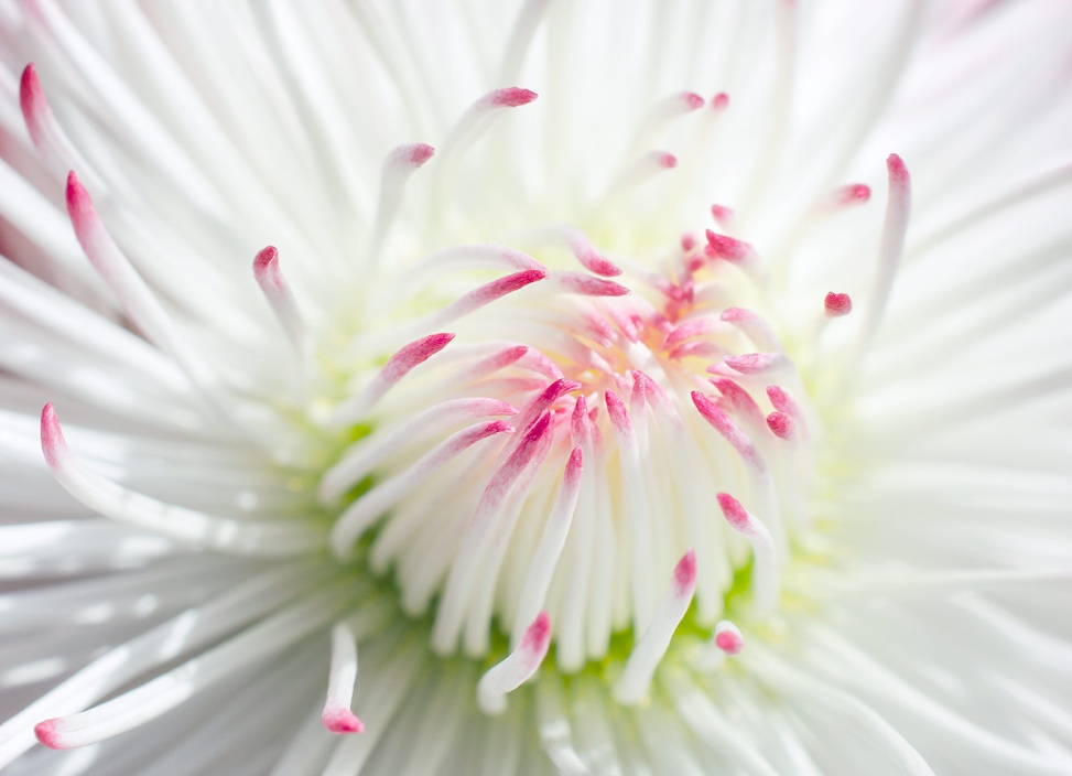 Bellis Perennis flower