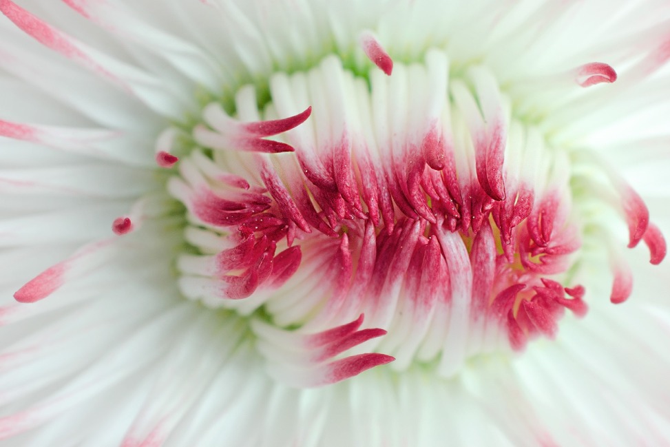 Bellis Perennis flower