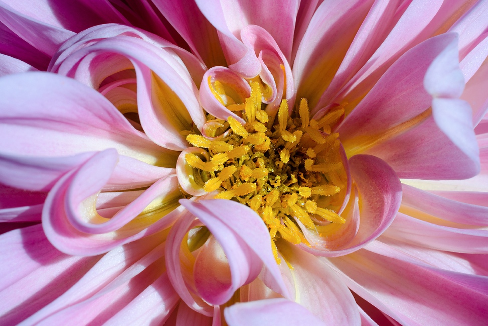 Pink Dahlia Flower