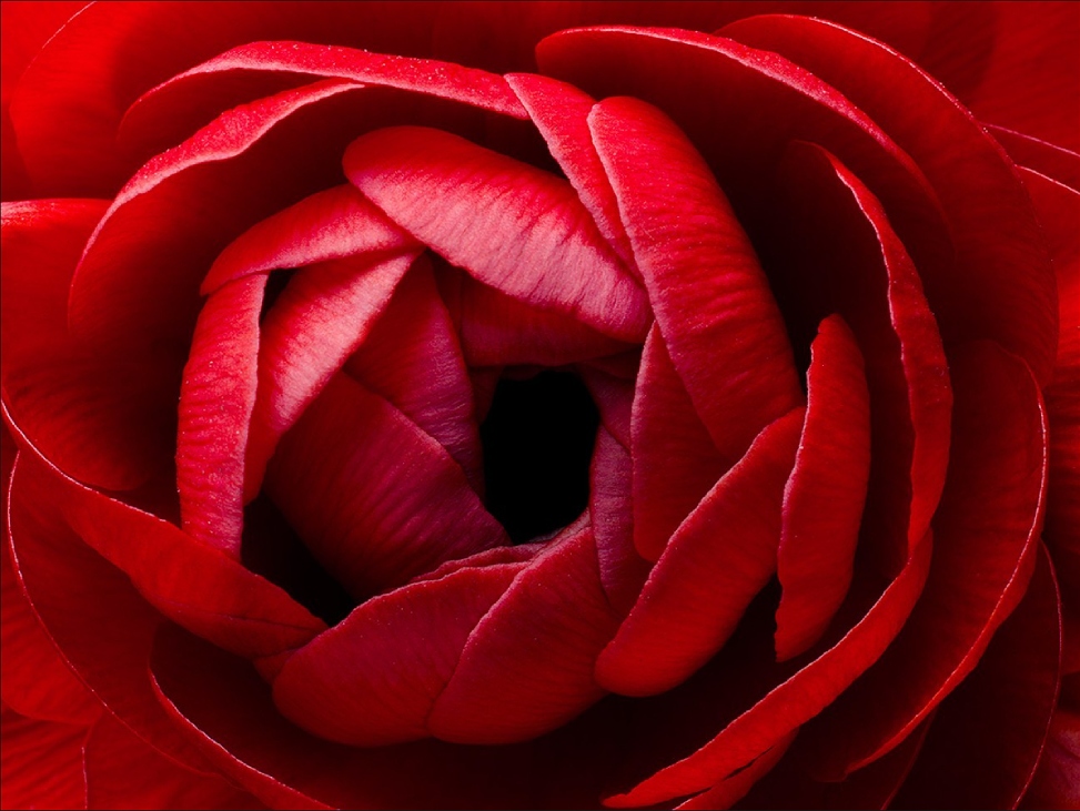 Red ranunculus flower