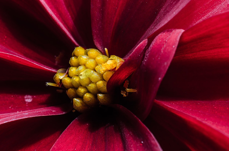 Red Dahlia flower