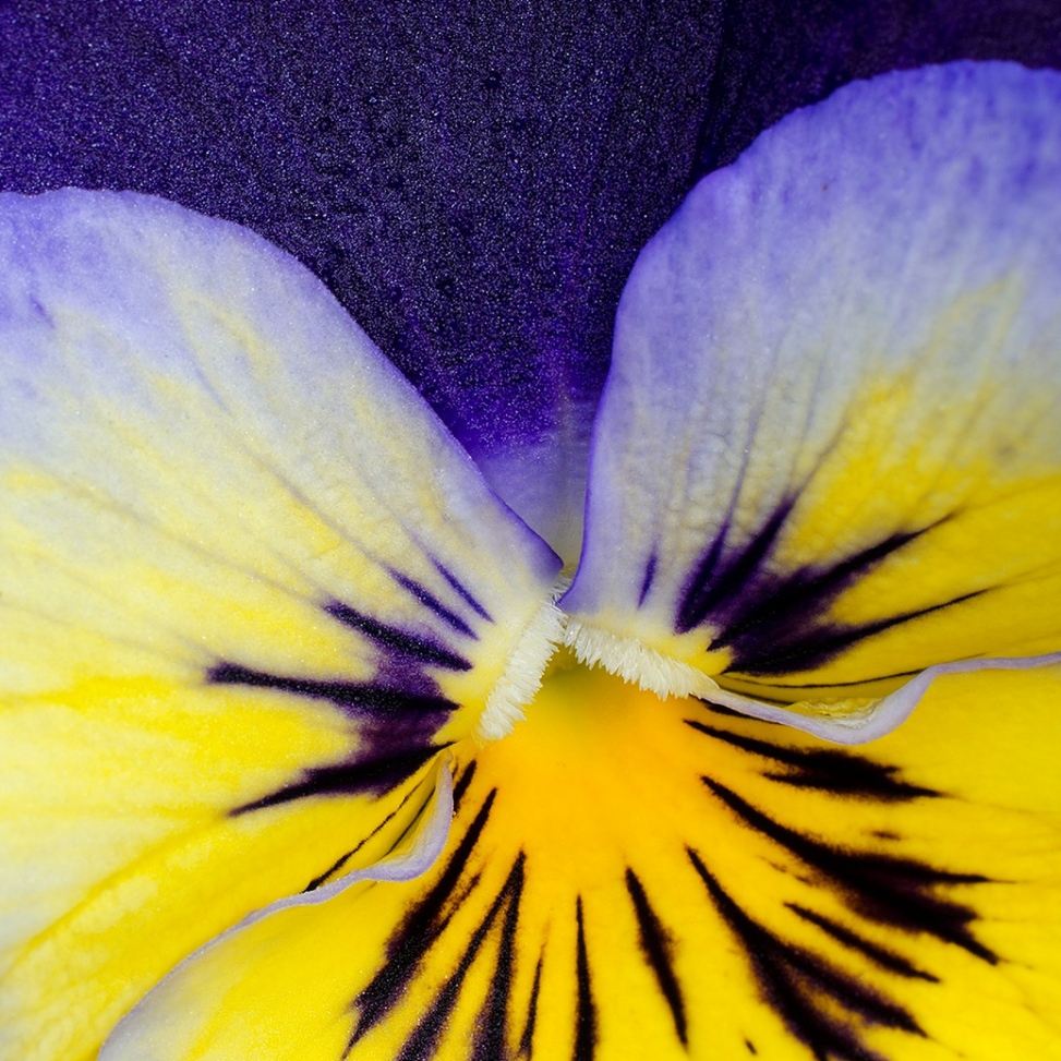 Viola flower