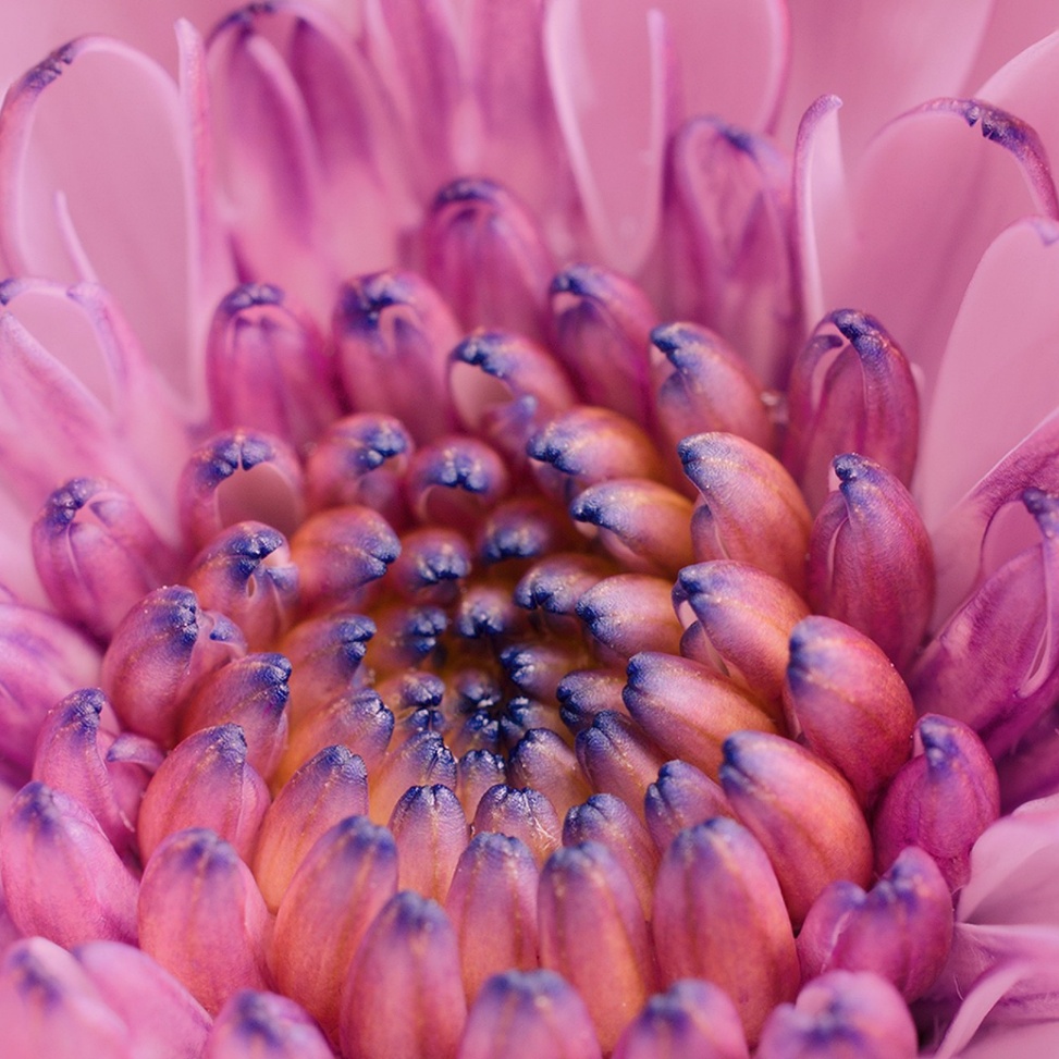 Osteospermum 3D pink African Daisy flower