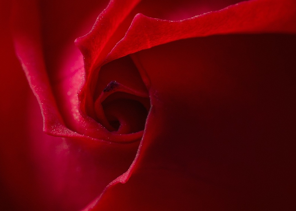 Petals of a red rose