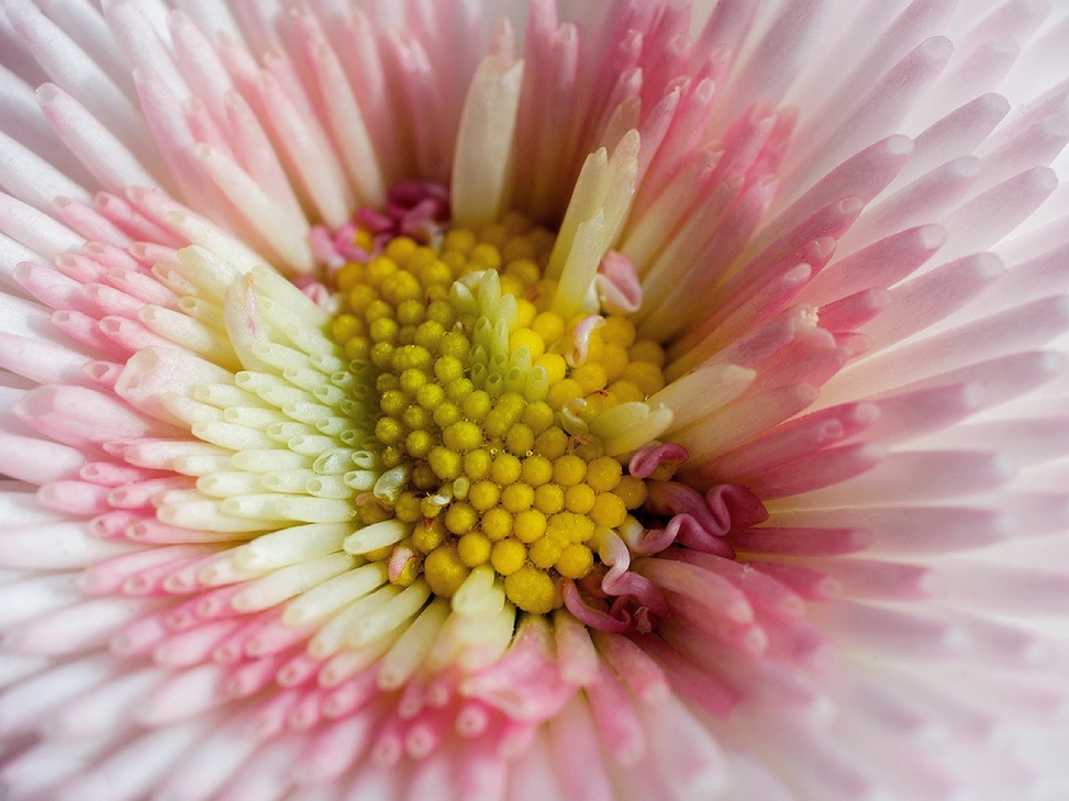 Macro of a pink Pomponette flower